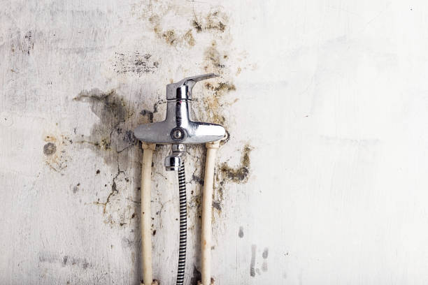 Best Certified Mold Removal  in Port Allen, LA