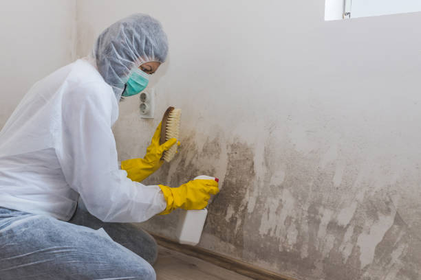 Best Local Mold Removal Service  in Port Allen, LA