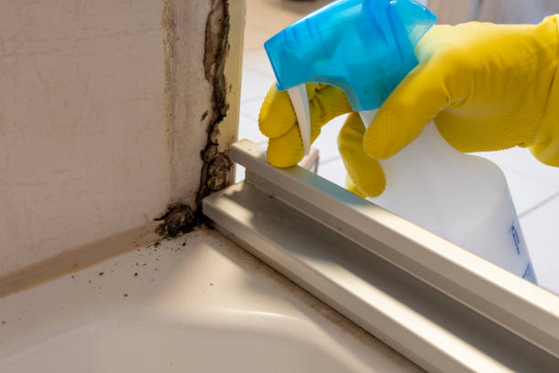 Best Toxic Mold Removal  in Port Allen, LA
