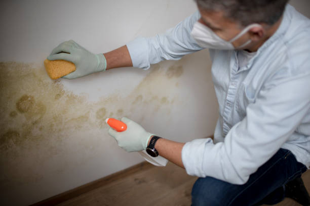 Best Fast Mold Removal  in Port Allen, LA