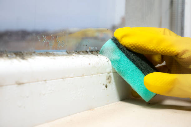 Mold Removal Process in Port Allen, LA