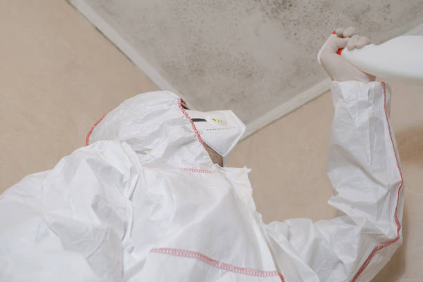 Best Mold Removal Company Near Me  in Port Allen, LA