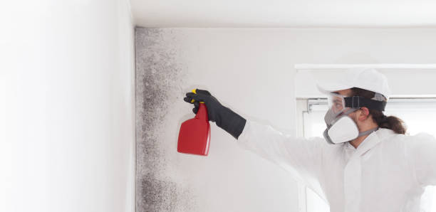 Best Commercial Mold Removal  in Port Allen, LA