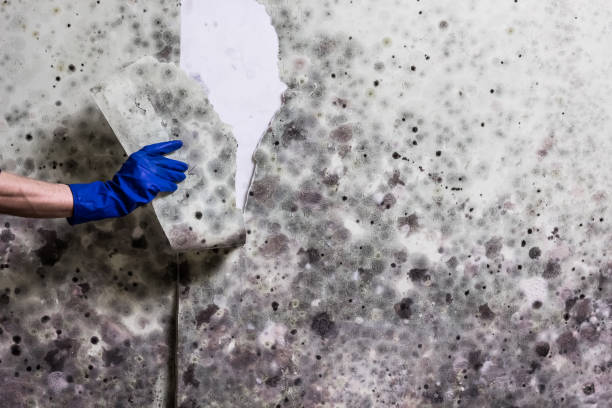 Professional Mold Removal in Port Allen, LA