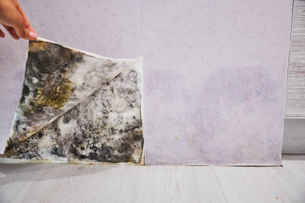 Best Mold Removal Specialists  in Port Allen, LA